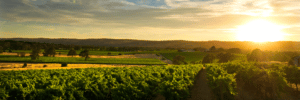View over McLaren Vale showing grape vines and hills.